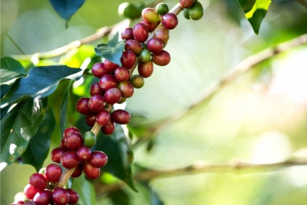 Sem nome (600 x 250 px) (600 x 400 px) (8)